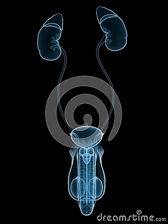 Urinary system Cartoon Illustration