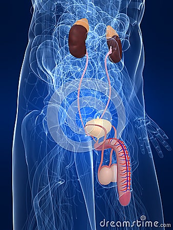 Urinary system Cartoon Illustration