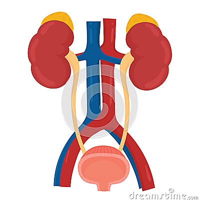 Urinary System Vector Illustration