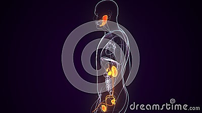 3D illustration of Urinary System - Part of Human Organic. Stock Photo