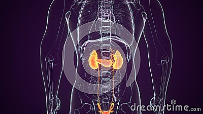 Kidneys and reproductive system. Male human anatomy. 3d illustration. Stock Photo