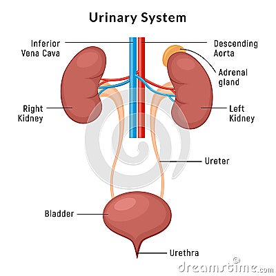 Urinary system anatomy. Incontinence biology infection uti, ureter kidney bladder vector diagram Vector Illustration