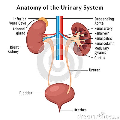 Urinary system anatomy. Incontinence biology infection uti, ureter kidney bladder vector diagram Vector Illustration