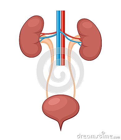 Urinary system anatomy. Incontinence biology infection uti, ureter kidney bladder vector diagram Vector Illustration