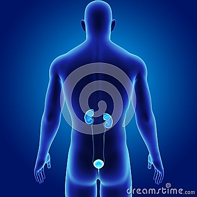 Urinary system with Body posterior view Stock Photo