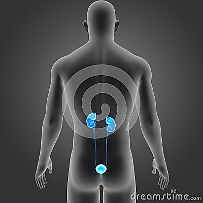 Urinary System with Body Posterior view Stock Photo