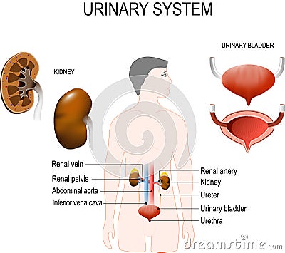 Urinary system Vector Illustration