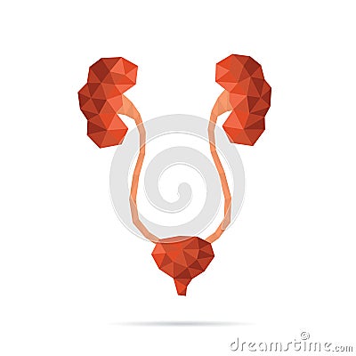 Urinary system faceted Vector Illustration