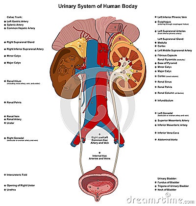 Urinary system of human body infographic diagram Vector Illustration