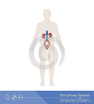 The urinary system Vector Illustration