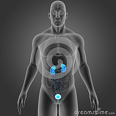 Urinary System with Organs Anterior view Stock Photo