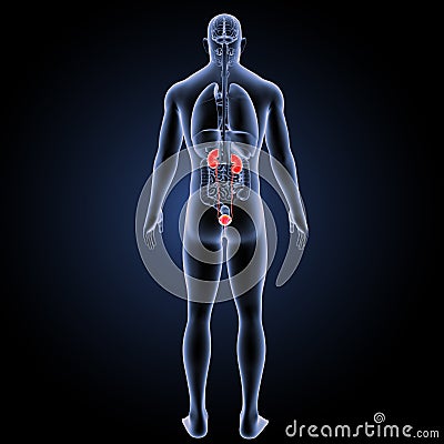 Urinary system with organs posterior view Stock Photo