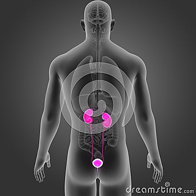 Urinary System with Organs Posterior view Stock Photo