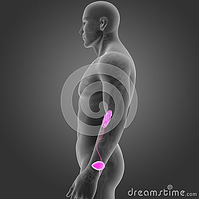 Urinary System with Skeleton Lateral view Stock Photo