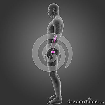 Urinary System with Skeleton Lateral view Stock Photo