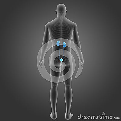 Urinary System with Skeleton Posterior view Stock Photo