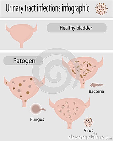 Urinary tract Vector Illustration