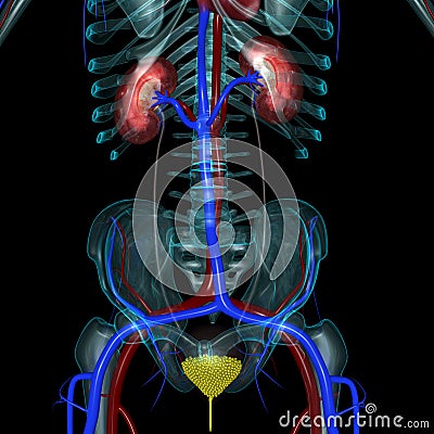 Urinay bladder Stock Photo