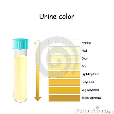 Urine Color. Chart for Assessing hydration and dehydration. Pee Color diagram Vector Illustration