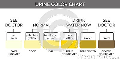 Urine color chart . Vector Illustration