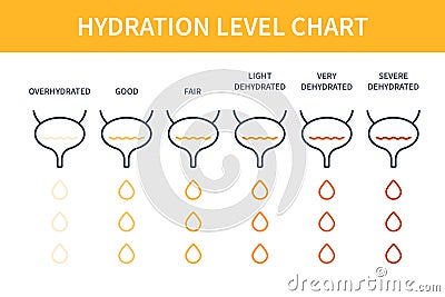 Urine color hydration chart illustration of bladders Vector Illustration