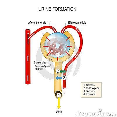 Urine formation filtration, reabsorption, secretion, excretion Vector Illustration