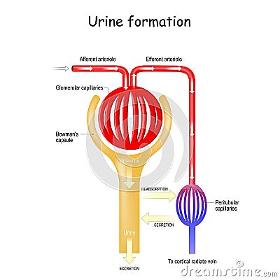 Urine Formation in nephron in the kidney Vector Illustration