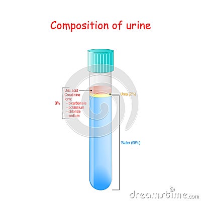 Urine in test tube. Composition of urine Vector Illustration