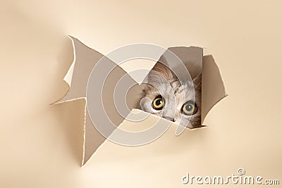 Urious kitten looking through the crack in a paper Stock Photo