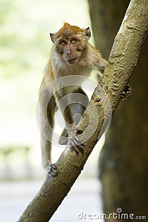 Ð¡urious Monkey Stock Photo