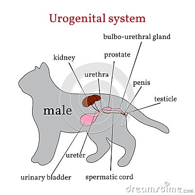 Urogenital system of the male cat Vector Illustration