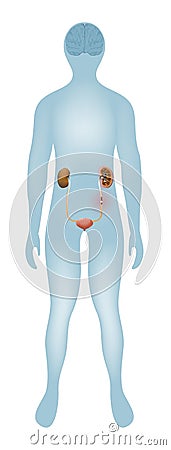 Urolithiasis. kidney stones Vector Illustration