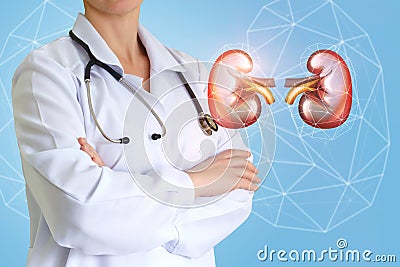 Urologist doctor and kidney . Stock Photo