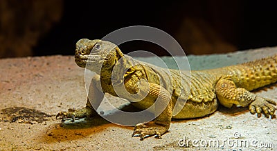 Uromastyx aegyptia lizard Stock Photo