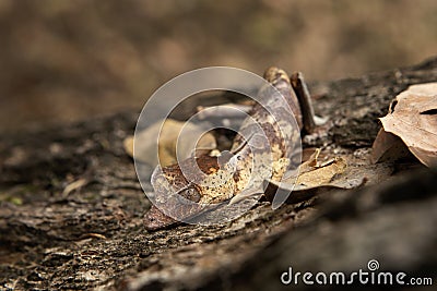 Uroplatus phantasticus, satanic leaf tailed gecko, eyelash leaf tailed gecko, phantastic leaf tailed gecko Stock Photo