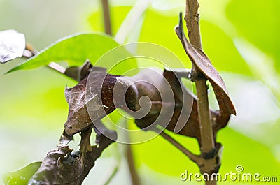 Uroplatus phantasticus, the satanic leaf-tailed gecko in Madagascar Stock Photo