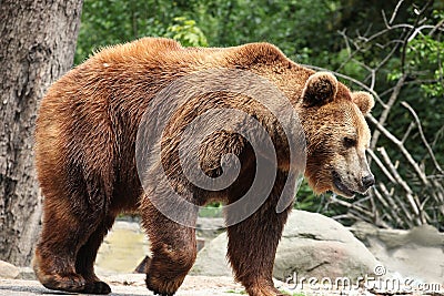 Ursus arctos Stock Photo