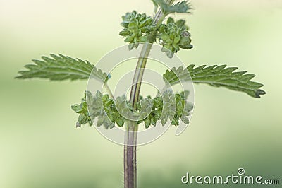 Urtica dioica annual nettle green plant very common shady places with irritating thorns although cooked is edible Stock Photo