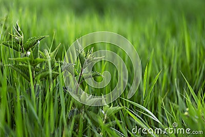 Urtica dioica - bunch of young nettle shoots in tall grass with beautiful bokeh Stock Photo