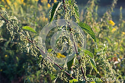 Urtica dioica, common nettle flowers closeup selective focus Stock Photo
