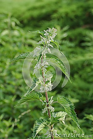 Urtica dioica Stock Photo