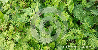 Urtica dioica, common or stinging nettles background Stock Photo
