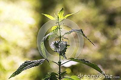 Urtica dioica Stock Photo