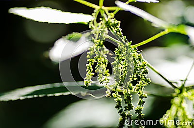 Urtica dioica flowers Stock Photo