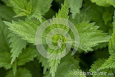 Urtica dioica, often called common nettle or stinging nettle Stock Photo