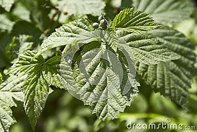 Urtica dioica, often called common nettle or stinging nettle Stock Photo