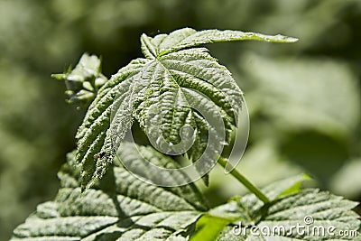 Urtica dioica, often called common nettle or stinging nettle Stock Photo