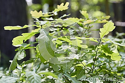 Urtica dioica, often called common nettle or stinging nettle Stock Photo