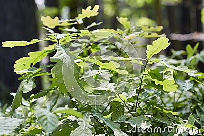 Urtica dioica, often called common nettle or stinging nettle Stock Photo