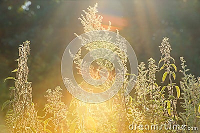 Urtica dioica, often called common nettle or stinging nettle (although not all plants of this species sting), is a herbaceous per Stock Photo